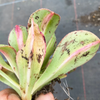 [PACK of 10 PLANTS] x Aeonium 'Lemon-Lime' (aka. A. Starburst)