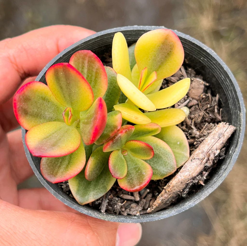 [PACK of 10 PLANTS] x Crassula ovata crosby's compact variegate