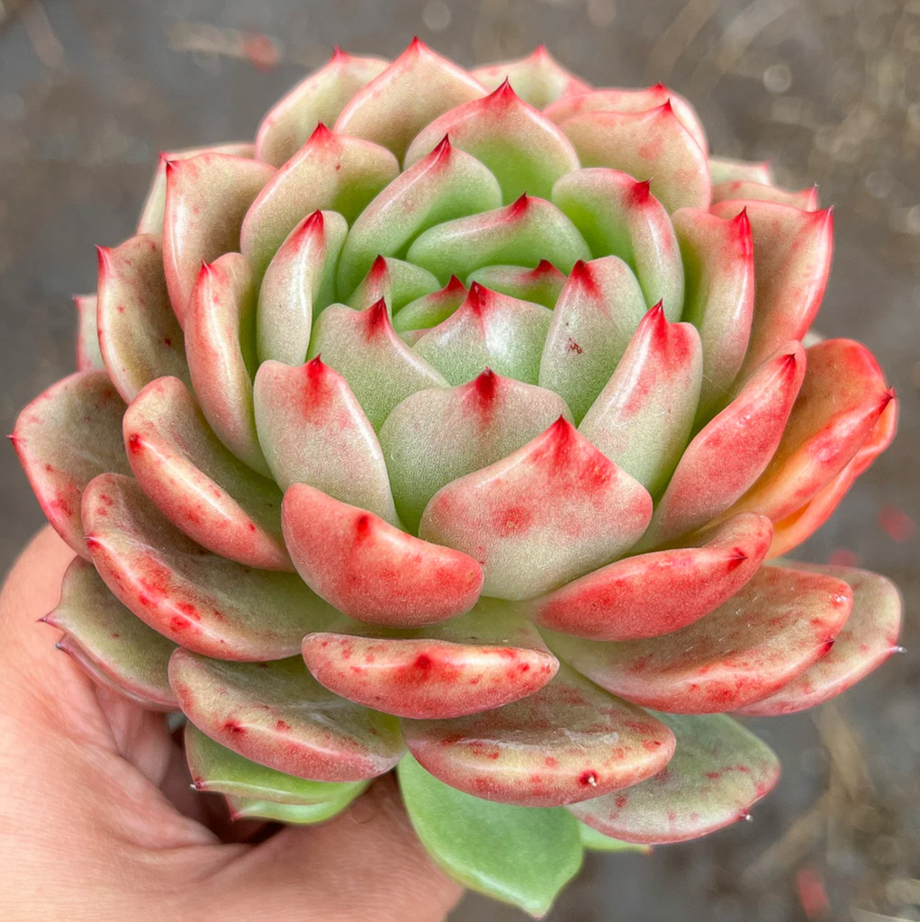 [PACK of 10 PLANTS] x Echeveria 'Monroe Chanel'