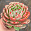 [PACK of 10 PLANTS] x Echeveria 'Monroe Chanel'