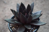 [PACK of 10 PLANTS] x  Echeveria 'Black knight'