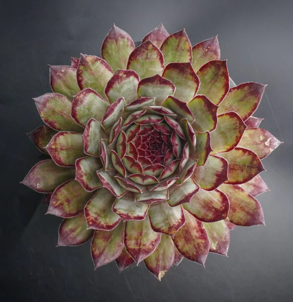 [PACK of 10 PLANTS] x Sempervivum 'Edge of night' (NO PUP)