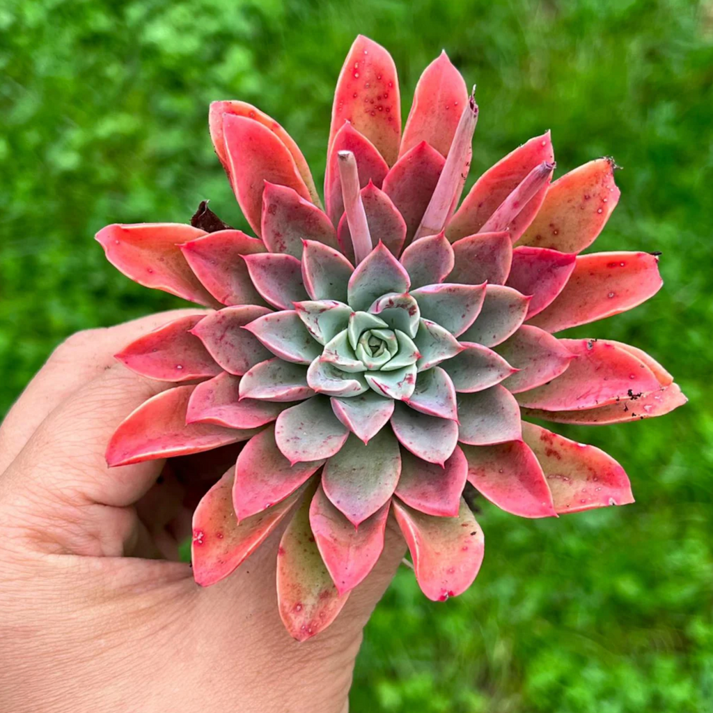 [PACK of 10 PLANTS] x Echeveria 'Fantastic Fountain'