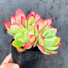 [PACK of 10 PLANTS] x  Echeveria 'Low' ( Mix : crest & Multi heads)