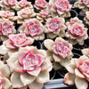 [PACK of 10 PLANTS] x Graptopetalum 'Purple Delight'