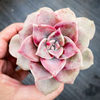[PACK of 10 PLANTS] x Graptopetalum 'Purple Delight'