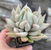 [PACK of 10 PLANTS] x  Echeveria Machete