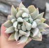 [PACK of 10 PLANTS] x  Echeveria Machete