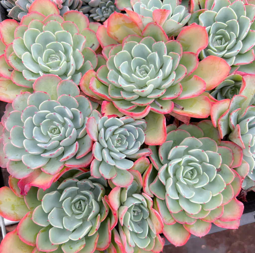 [PACK of 10 PLANTS] x Echeveria 'Lara'