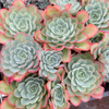 [PACK of 10 PLANTS] x Echeveria 'Lara'