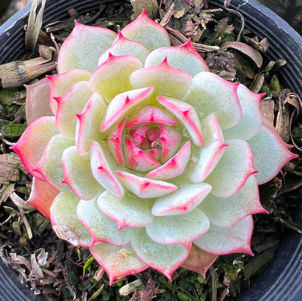 [PACK of 10 PLANTS] x  Echeveria derenbergii