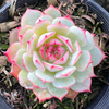 [PACK of 10 PLANTS] x  Echeveria derenbergii