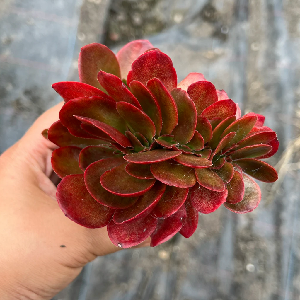 [PACK of 10 PLANTS] x Echeveria Fimbriata Fasciculata Crest