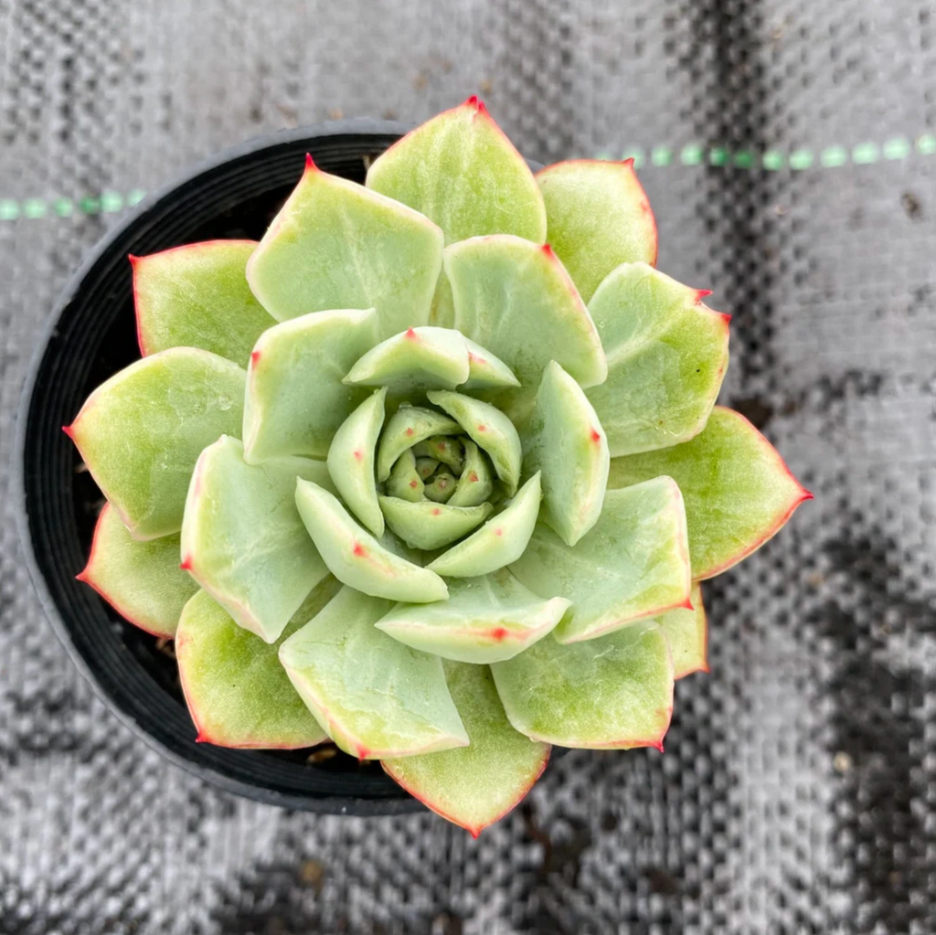 [PACK of 10 PLANTS] x Echeveria 'Californica Queen'