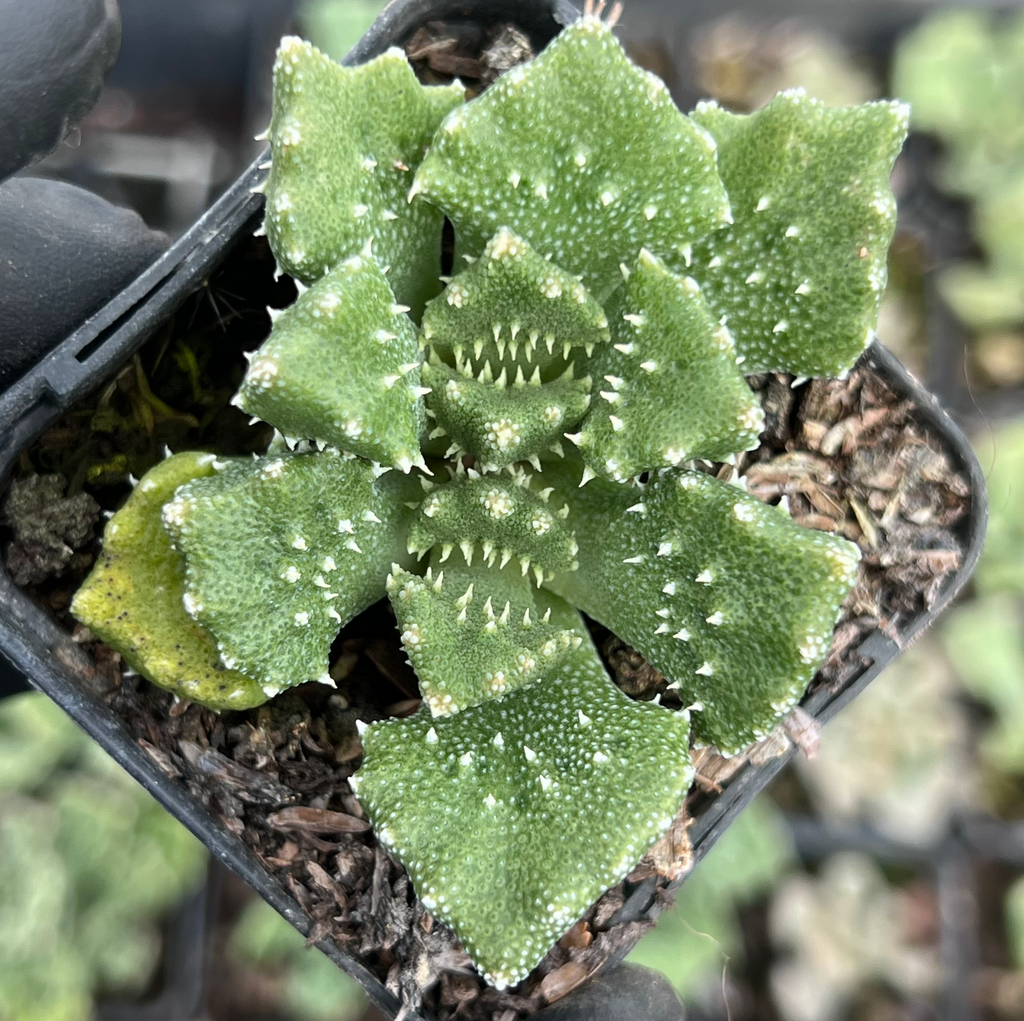 [PACK of 10 PLANTS] x Aloinopsis luckhoffii