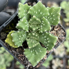 [PACK of 10 PLANTS] x Aloinopsis luckhoffii