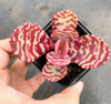 [PACK of 10 PLANTS] x Kalanchoe 'Humilis'