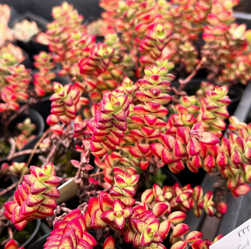 [PACK of 10 PLANTS] x Crassula brevifolia (RED EDGE)