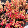 [PACK of 10 PLANTS] x Crassula brevifolia (RED EDGE)