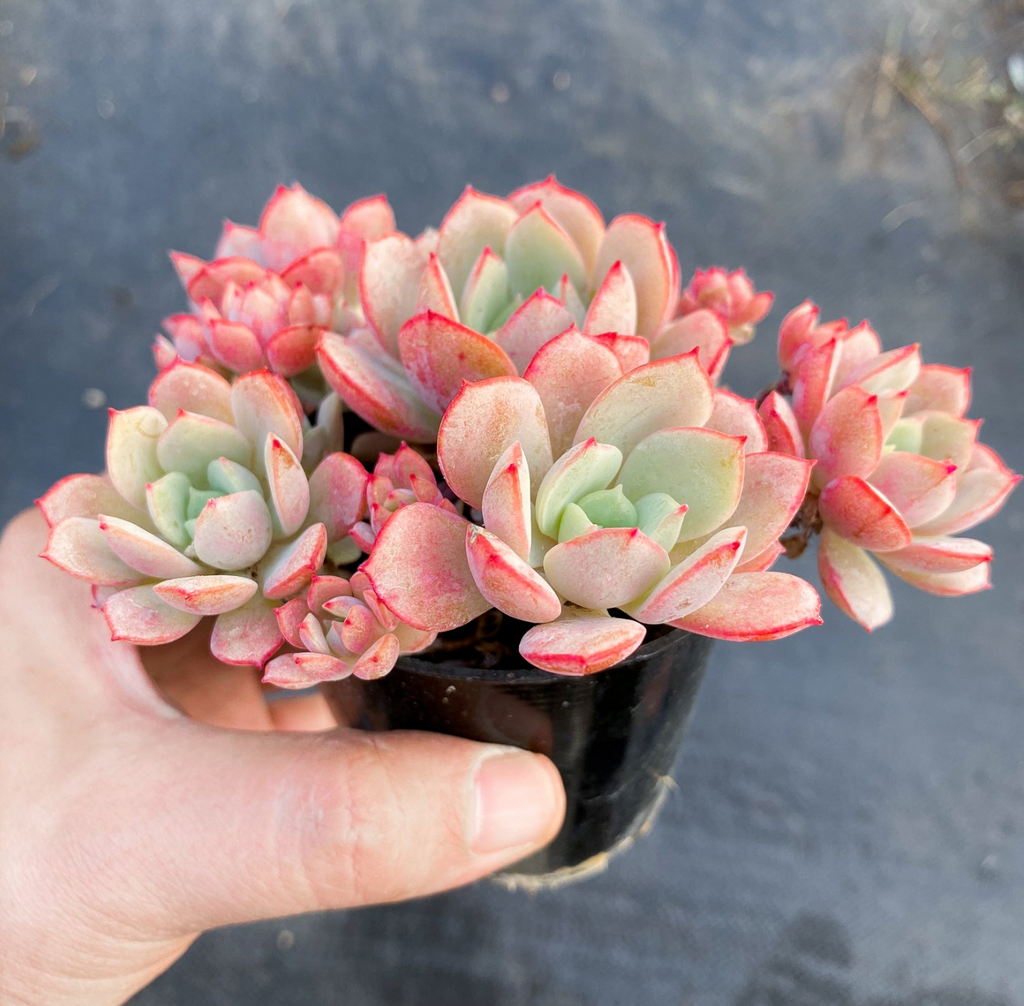 [PACK of 10 PLANTS] x Echeveria 'Subcorymbosa Lau 026'