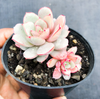 [PACK of 10 PLANTS] x Echeveria 'Subcorymbosa Lau 026'