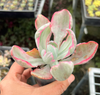 [PACK of 10 PLANTS] x Echeveria 'Flying Cloud'