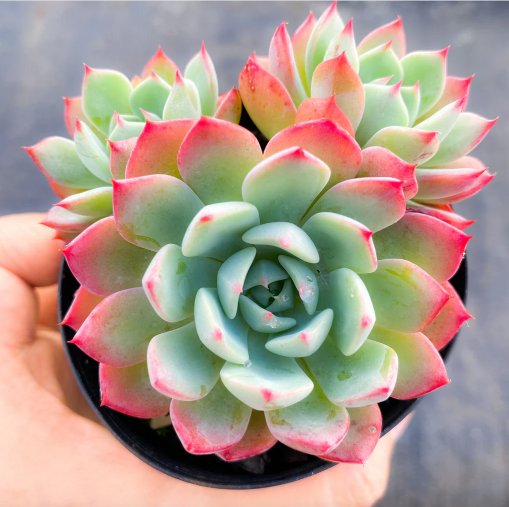 [PACK of 10 PLANTS] x Echeveria Nanahukumini