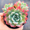 [PACK of 10 PLANTS] x Echeveria 'Shichifuku Bini' (w/pup)