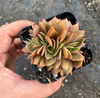 [PACK of 10 PLANTS] x Echeveria 'Green smile' f. cristata