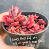[PACK of 10 PLANTS] x Sinocrassula indica (CLUSTER)