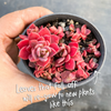 [PACK of 10 PLANTS] x Sinocrassula indica (CLUSTER)