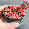 [PACK of 10 PLANTS] x Sinocrassula indica (CLUSTER)