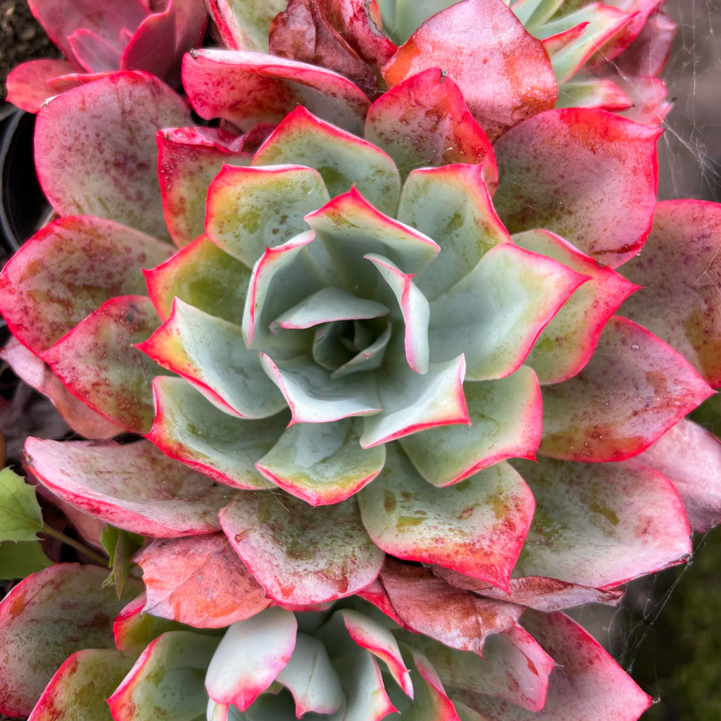 [PACK of 10 PLANTS] x Echeveria 'Blue Light'