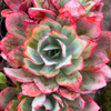 [PACK of 10 PLANTS] x Echeveria 'Blue Light'