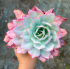[PACK of 10 PLANTS] x Echeveria 'Blue Light'