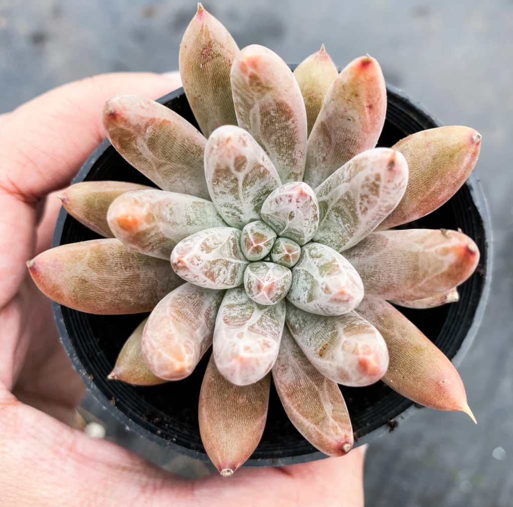 [PACK of 10 PLANTS] x Echeveria 'Tolimanensis'