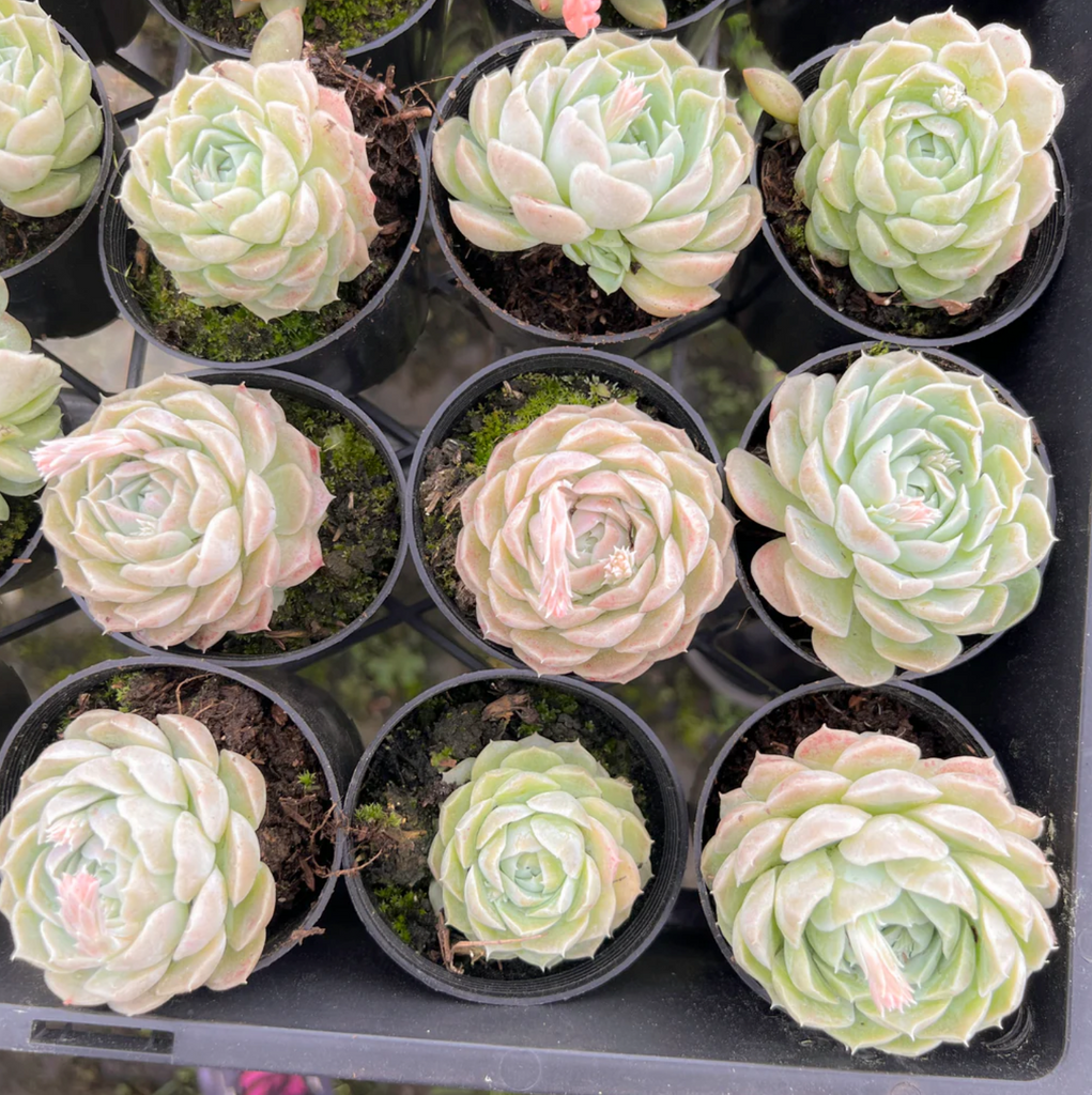 [PACK of 10 PLANTS] x Echeveria 'Cream Elegans'