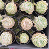 [PACK of 10 PLANTS] x Echeveria 'Cream Elegans'