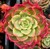[PACK of 10 PLANTS] x Echeveria Bella Donna