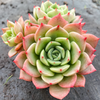 [PACK of 10 PLANTS] x Echeveria Bella Donna