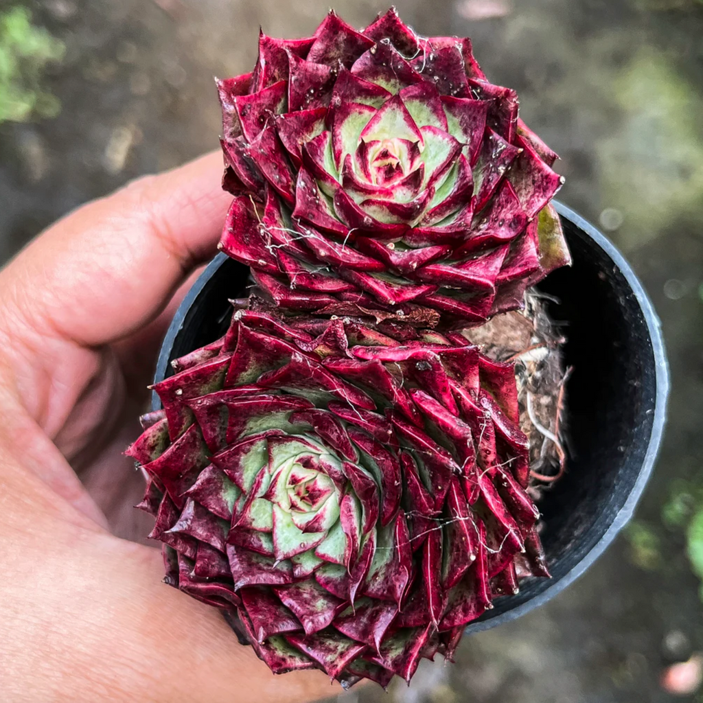 Echeveria 'Dancing Bird' - KRF