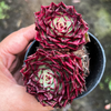 Echeveria 'Dancing Bird' - KRF