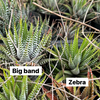 Haworthia 'BIG BAND'