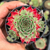 [PACK of 10 PLANTS] x Sempervivum calcareum