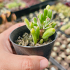Crassula ovata ‘Gollum’ variegated (topped)
