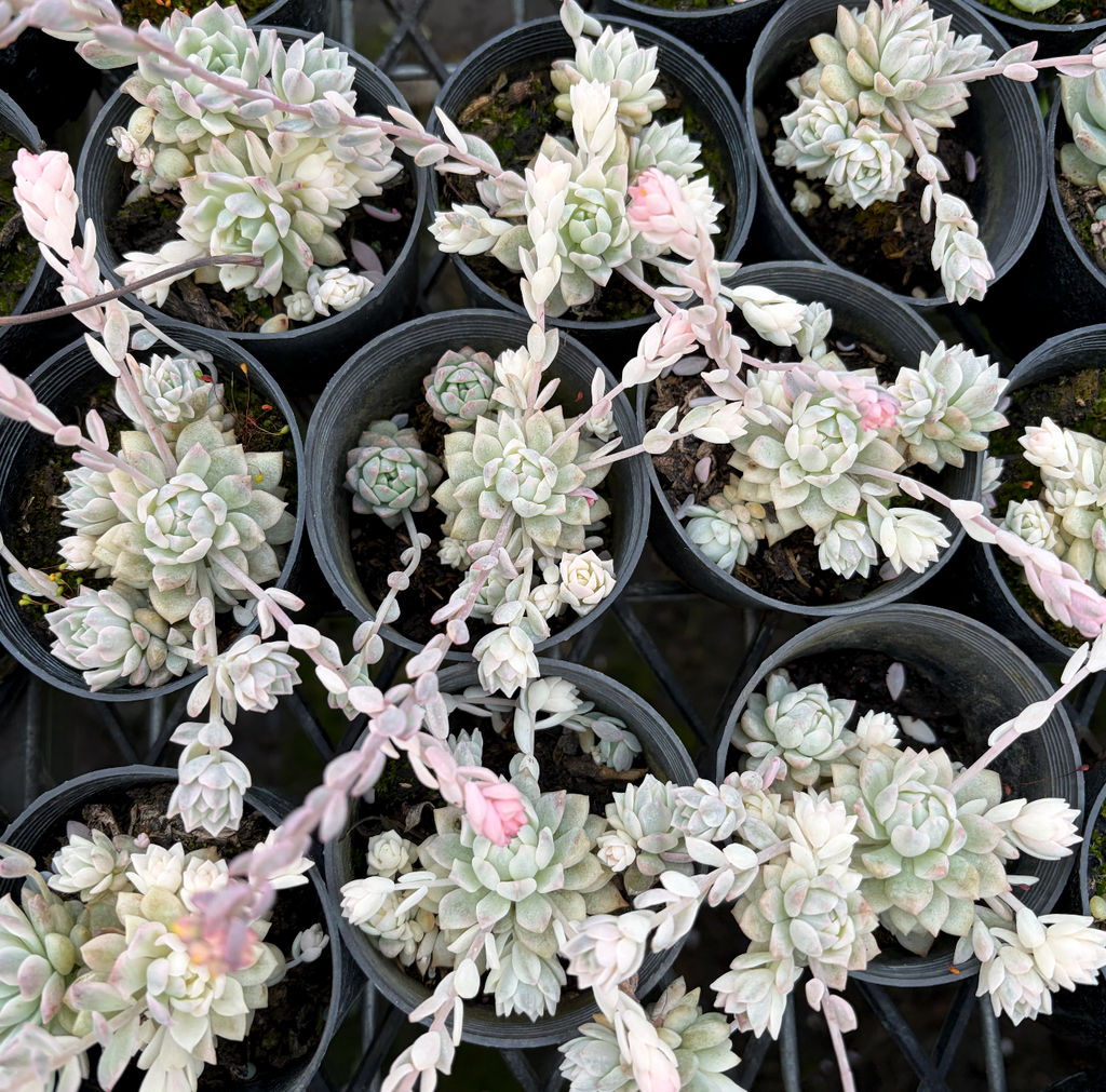 [PACK of 10 PLANTS] x Echeveria prolifica 'Little Rose' variegata