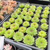 Sempervivum tectorum 'Sunset' [Giant form]