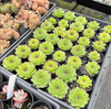 Sempervivum tectorum 'Sunset' [Giant form]