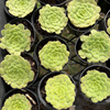 Aeonium tabuliforme ( THE PLATE PLANT)