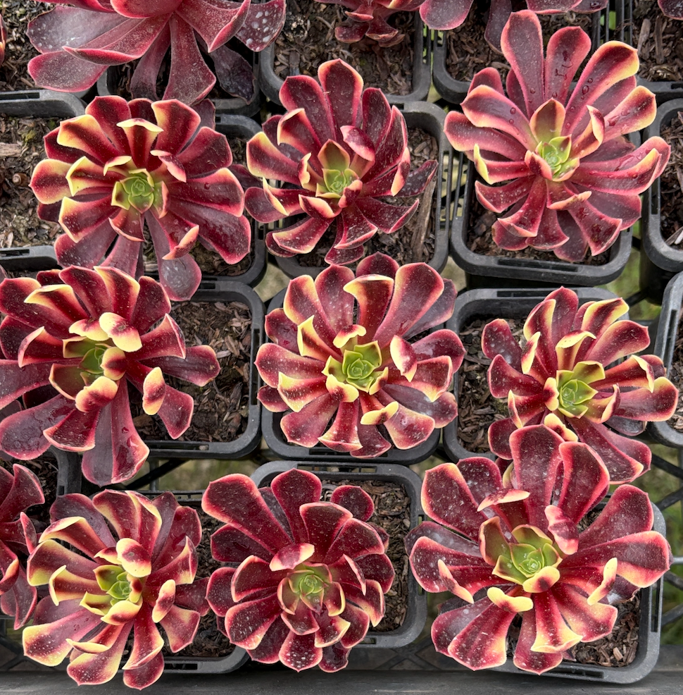 Aeonium 'Superbang'